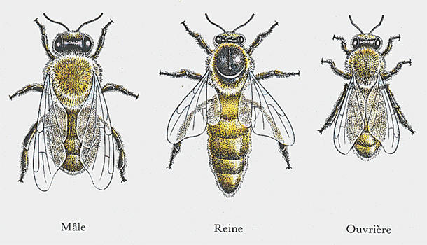 les différentes abeilles de la ruches