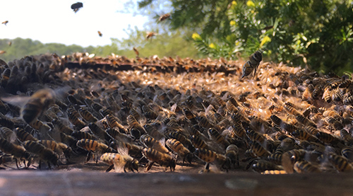 abeilles battant le rappel