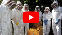 videos apprentissage apiculture